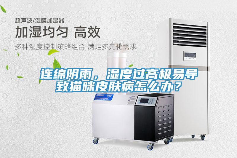 連綿陰雨，濕度過高極易導致貓咪皮膚病怎么辦？