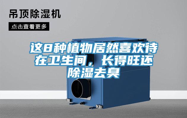 這8種植物居然喜歡待在衛生間，長得旺還除濕去臭